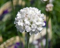 ZAWCIĄG NADMORSKI Alba zimozielony - sadzonki 10 / 20 cm