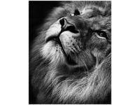 40X50CM SREBRNY LEW OBRAZ
