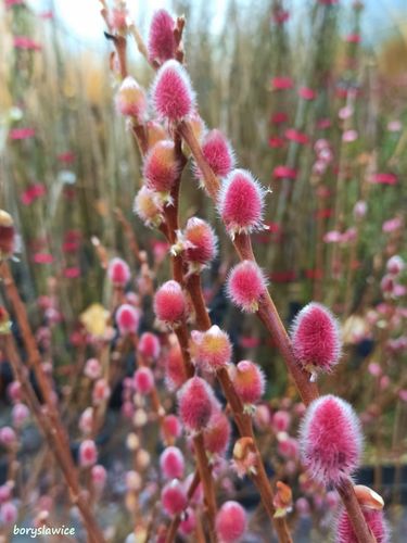 Wierzba smukłoszyjkowa 'Mt Aso' (Salix) w doniczkach P11, wysokość 40-60 cm na Arena.pl