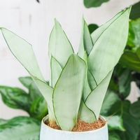 Sansevieria'Moonshine' KSIĘŻYCOWA PIĘKNOŚĆ -Sansewieria Wytrzymały Sukulent