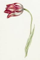 Plakat 20x30cm Różowy Tulipan, Jean Bernard Vintage do Salonu