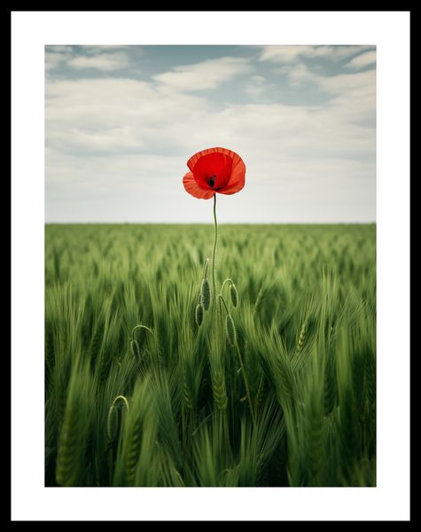 Plakat 30x40cm Samotny Mak na Polu zdjęcie 3