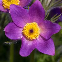 product-compare-57951371