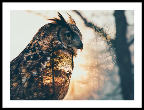 Plakat 55x40cm Sowi Duch na Arena.pl