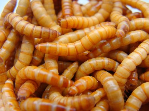 Mącznik młynarek - 1000 ml, 1 litr + legalna wysyłka na Arena.pl