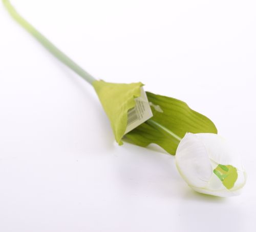 Tulipan 55cm biały na Arena.pl