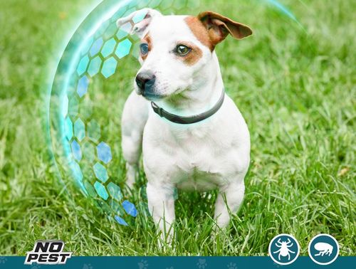 OBROŻA NA KLESZCZE I PCHŁY DLA PSA DLA PSÓW 50CM ROZMIAR M/L NO PEST na Arena.pl