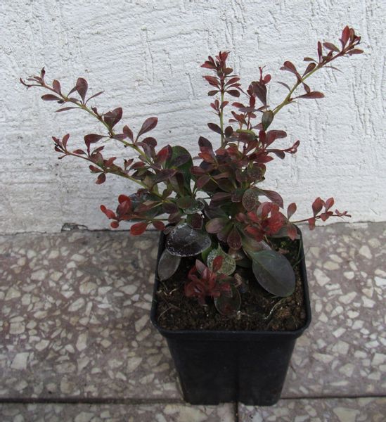 BERBERYS THUNBERGA Bagatelle - sadzonki w don. !!! zdjęcie 3