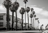 Plakat 59,4x42cm Spacer w Cieniu Palm