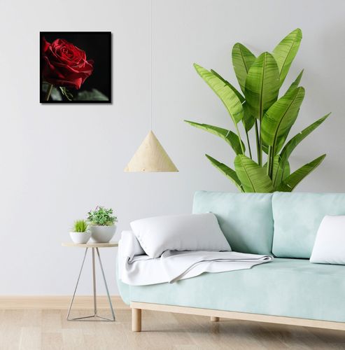 Plakat 40x40cm Róża w Półcieniu na Arena.pl
