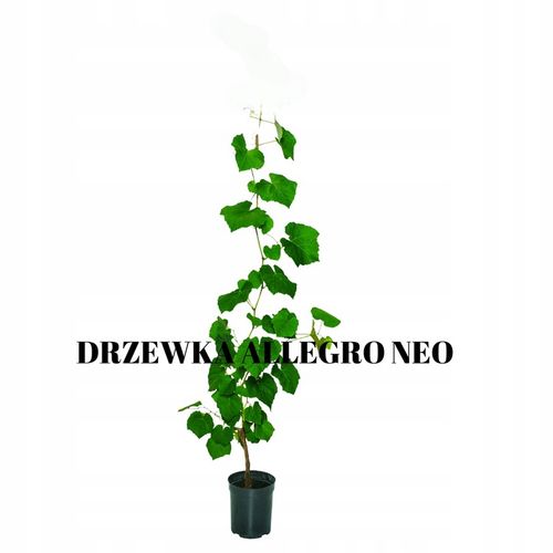 WINOGRON RELIANCE tak dobre ze moje sąsiadki przestały kupować NUTELLĘ na Arena.pl