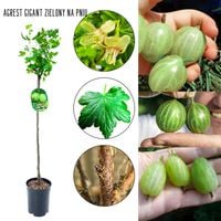 Agrest Gigant Olbrzymi NA PNIU zielony odporny 80-120 cm