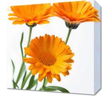 Obraz 40x40cm Słoneczne Kalendule