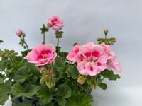 10 szt. Pelargonia rabatowa Zonale kolor jasnoróżowy z oczkiem sadzonki