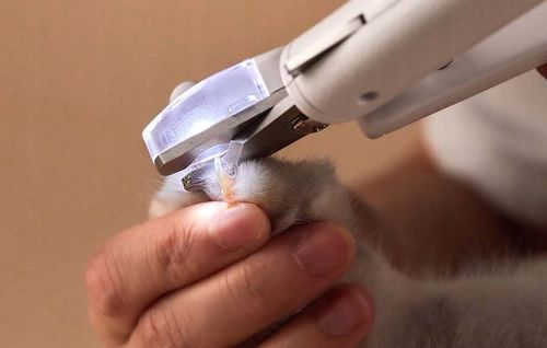 NOŻYCZKI DO OBCINANIA PAZURÓW PETKIT OBCINACZKI Z LAMPKĄ LED DLA PSA KOTA na Arena.pl