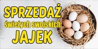 BANER REKLAMOWY OCZKOWANY 200x100 cm RÓŻNE WZORY SPRZEDAŻ ŚWIERZE JAJA