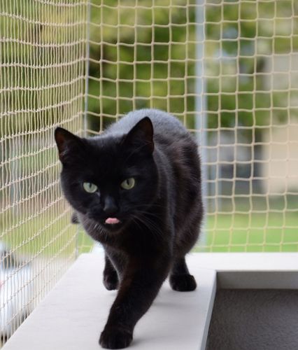 ZESTAW 6x3 GRUBA SIATKA DLA KOTA 1,5mm NA BALKON OKO 40mm BEZ WIERCENIA na Arena.pl