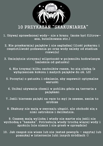 SAMICA Skakun Królewski Phidippus regius SOROA L6/L7 +SIATKA GRATIS skakuny na Arena.pl