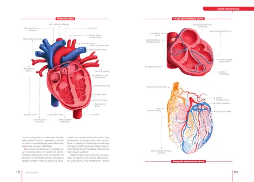 Atlas anatomii na Arena.pl