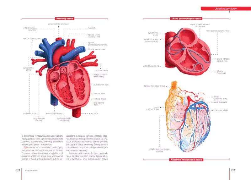 Atlas anatomii zdjęcie 4