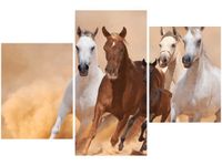 OBRAZ KONIE BIEGNĄCE GALOPEM