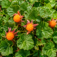 Malina płożąca Rubus hayata-koidzumii Rzadka Roślina Okrywowa