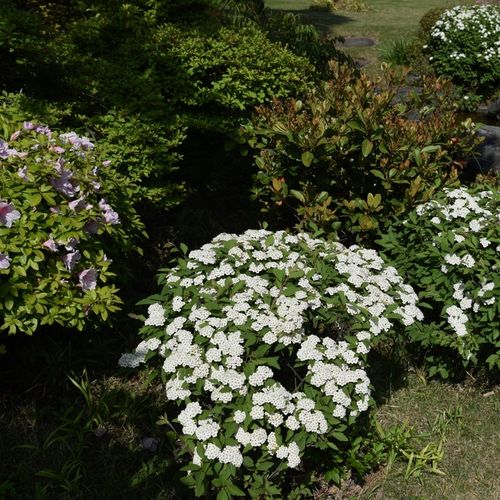 Tawuła japońska ALBIFLORA Białe kwiaty na Arena.pl