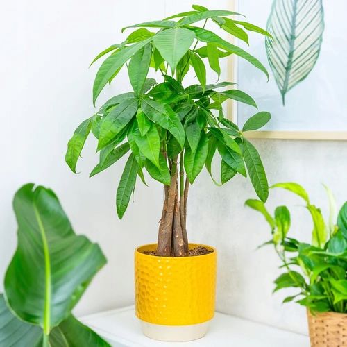 Pachira Aquatica DRZEWKO SZCZĘSCIA I Pieniędzy - Sekrety Feng Shui Dla na Arena.pl