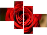 OBRAZ RED ROSE
