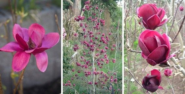 Magnolia GENIE piękne bordowe kwiaty P9 zdjęcie 2