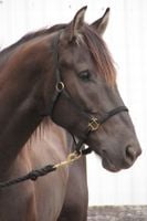 FOTOTAPETA ZWIERZĘTA BRĄZOWY KOŃ 360x240