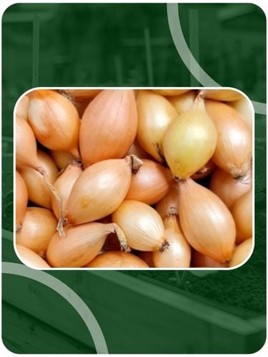 ZESTAW Cebula dymka zimująca 750g i Czosnek zimowy Harnaś 10 główek na Arena.pl