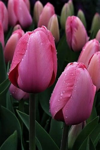 TULIPAN cebulki KOLORY FIOLETU RÓŻ MIX 50 szt. + GRATIS na Arena.pl