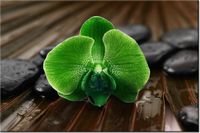 120CM 80CM OBRAZ ŚCIENNY LIMONKOWY STORCZYK