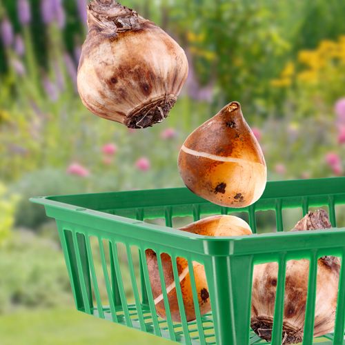 KADAX Koszyk Osłonka Do Sadzenia Cebulek 28cm na Arena.pl
