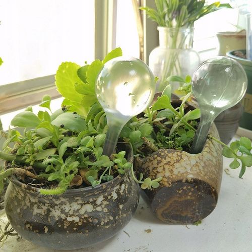 10x KULE NAWADNIAJĄCE DO KWIATÓW ROŚLIN DOZOWNIK WODY DO PODLEWANIA DOMOWY na Arena.pl