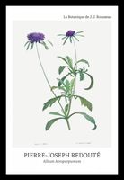 Plakat 20x30cm Design Allium Atropurpureum, Redoute Vintage do Salonu