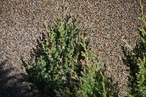Jałowiec chiński Stricta na skalniak i taras na Arena.pl