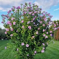 Hibiskus ogrodowy Różowy KETMIA SYRYJSKA Róża chińska Sadzonki 2L