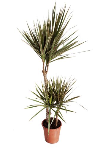 DRACENA BICOLOR 125cm na Arena.pl