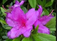 AZALIA JAPOŃSKA FIOLETOWA 30 / 50 CM