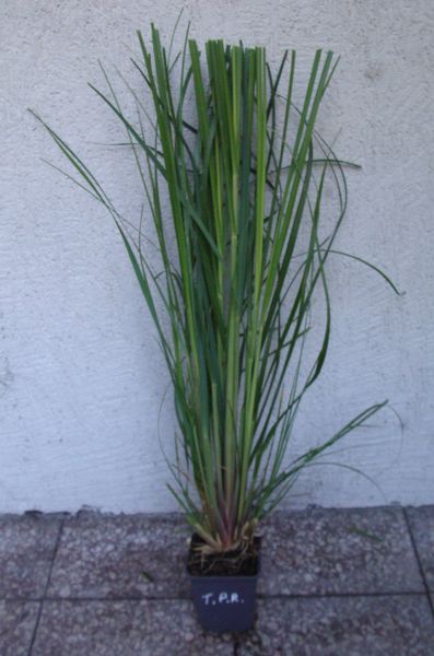 TRAWA PAMPASOWA RÓŻOWA Rosea - sadzonki w doniczkach zdjęcie 3