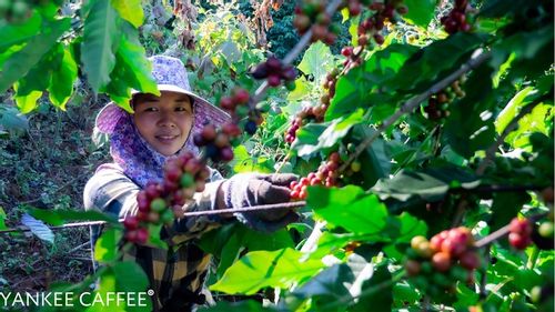 Kawa ziarnista 2kg Arabica świeżo palona Etiopia Do ekspresu i przelewu na Arena.pl