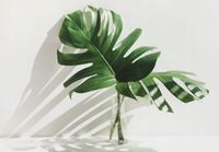FOTOTAPETA do Salonu liście Monstera 395x280