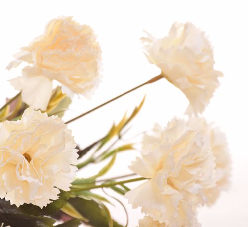 Goździk bukiet krem na Arena.pl