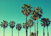 FOTOTAPETA widok nad oceanem palmy 3D 350x245