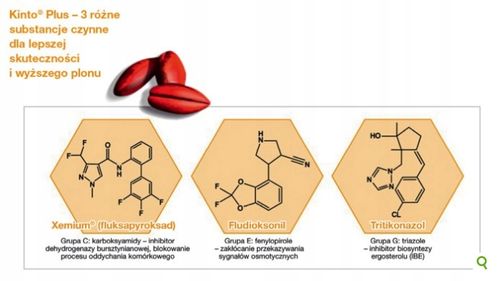 KINTO PLUS 1L zaprawa ziaren siewnych zbóż BASF na Arena.pl