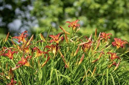 Liliowiec 'Torrid' Czerwony Doniczka 2.0L (Hemerocallis) na Arena.pl