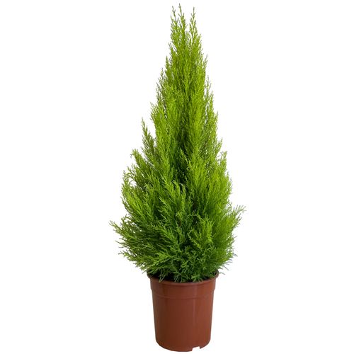 Cyprys Goldcrest Wilma 120 cm na Arena.pl