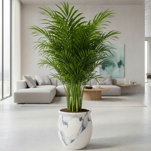 Areka palma Areca Dypsis czyści powietrze Wys. 70cm Zimoodporne na Arena.pl